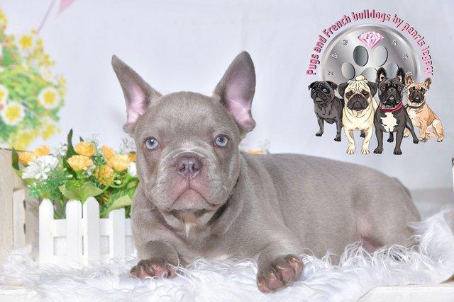 Image 9 of Kc Frenchie puppies Isabella carrier merles