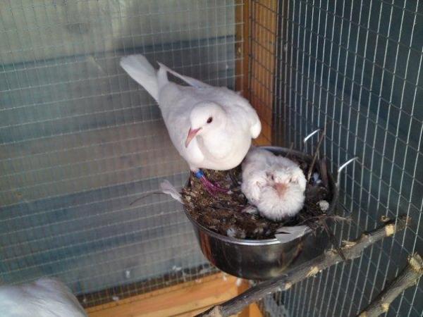 Image 1 of Young White Java Doves - Born last summer