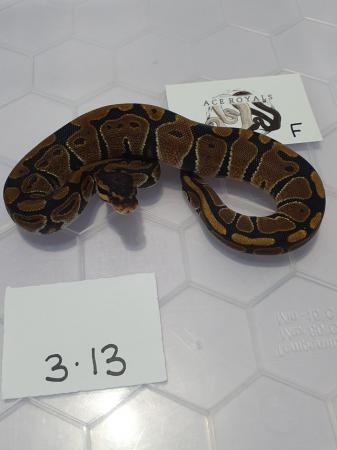 Image 5 of Hatchling royal pythons available