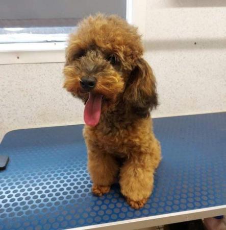 Image 2 of Red sable toy poodle for stud