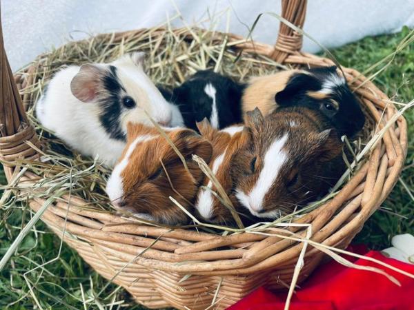 Image 4 of Beautiful baby guinea pigs for sale.