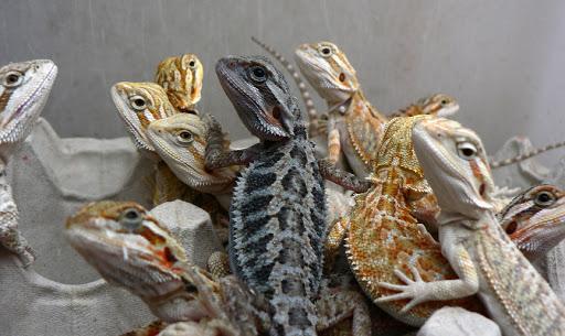 Image 20 of WARRINGTON PETS STOCKED LIZARDS FOR SALE