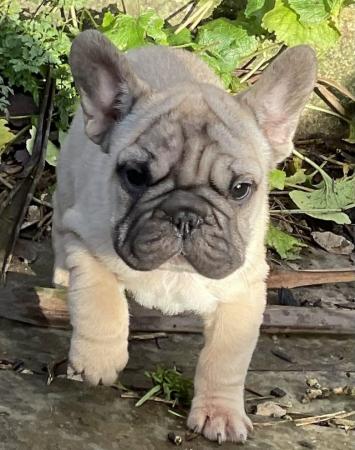 Image 12 of KC REGISTERED TRUE TO TYPE FRENCH BULLDOG PUPPY BOY