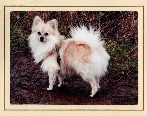 Image 5 of Beautiful Pomchi puppies for sale