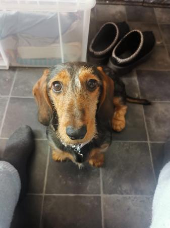 Image 3 of I have a stunning female dachshund for sale.