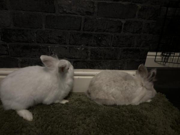 Image 5 of 2 rabbits for sale £40 home Mother and daughter