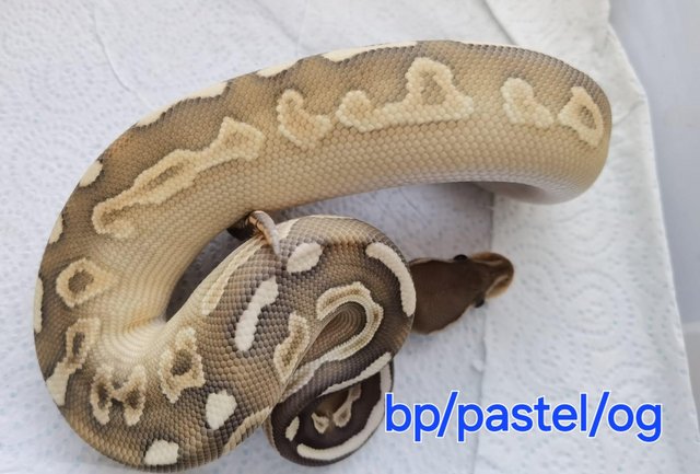 Image 2 of Various royal pythons all ready now