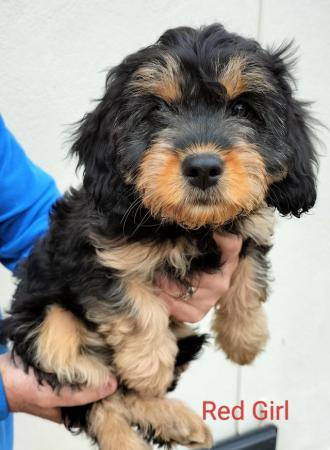 Image 5 of REDUCED! DNA Health Tested F1 Cavapoo Pups