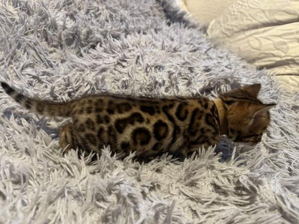 Image 9 of Tica bengal kittens for sale!