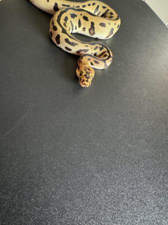 Image 4 of Spotnose Leopard Batman Clown Royal Python Male