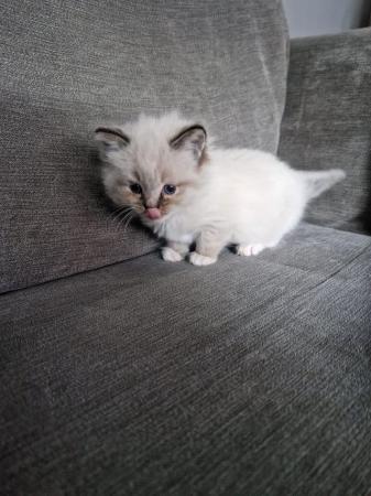 Image 4 of *2 Ragdoll Kittens Left* Can Deliver North East
