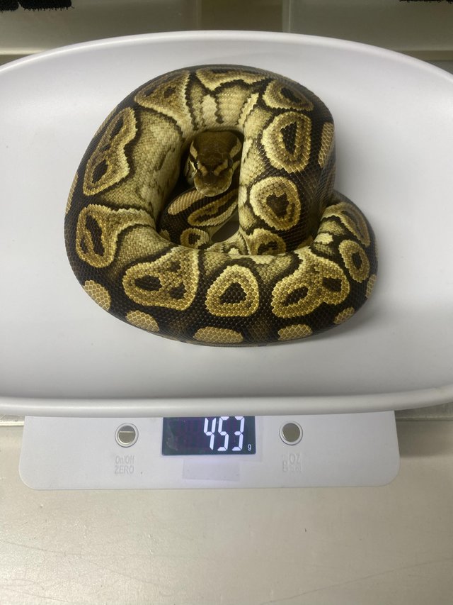 Preview of the first image of Female cinnamon 100% het clown royal python.
