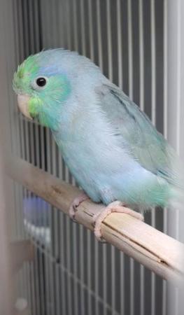 Image 6 of 5 month old, blue parrotlet, with full setup and food.