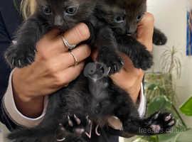 Image 4 of Last dark brown/black kitten left