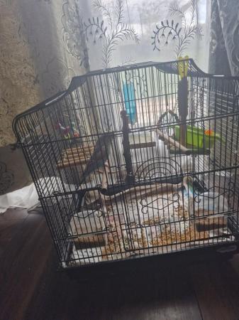 Image 2 of Budgie and a cage for sale.