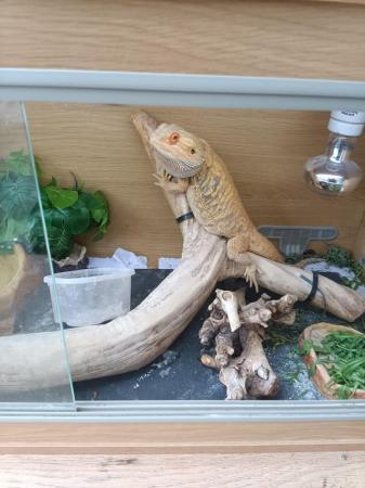 Image 3 of Bearded dragon for sale with set up