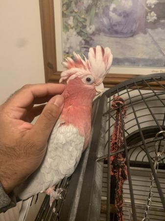 Image 3 of HandReared Cuddly Super Tame Talking Galah Cockatoo Parrot