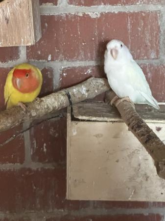 Image 8 of Fisher and peach face Lovebirds for sale