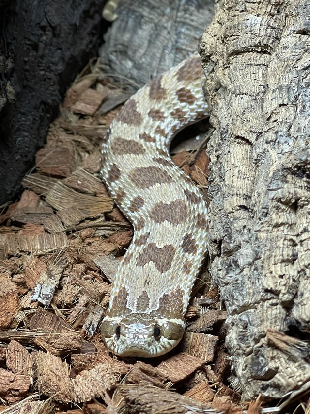 Preview of the first image of Cb22 1.0 anaconda hognose.