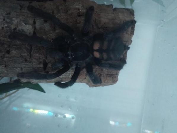 Image 3 of Various Tarantulas and other inverts for sale
