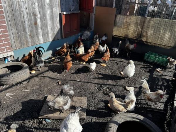 Image 6 of Mixed chicken for sale make and female