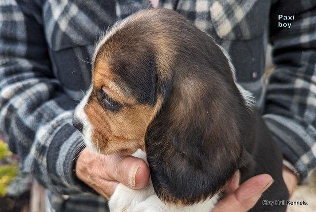 Image 25 of Quality, F1, Beaglier puppies, ready soon.