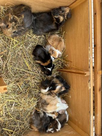 Image 6 of 4 x  Pretty long haired female guinea pigs.