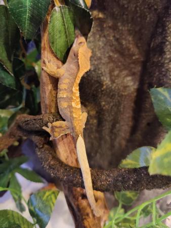 Image 4 of Crested Gecko Juveniles/Babies for Sale
