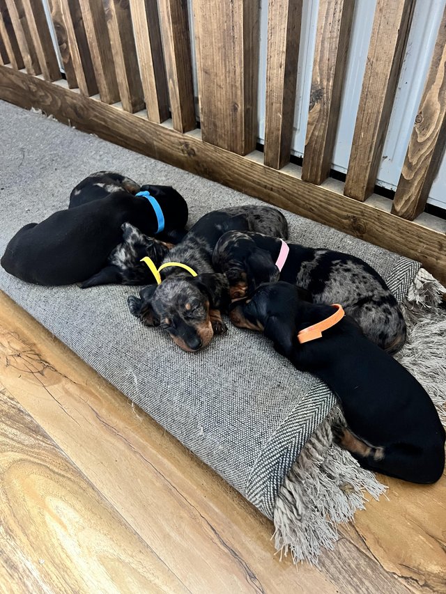 Preview of the first image of PRA CLEAR Midi dachshund puppies.