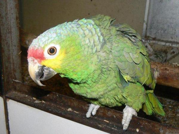 Image 7 of !!!! MALE RED LORED AMAZON!!!!