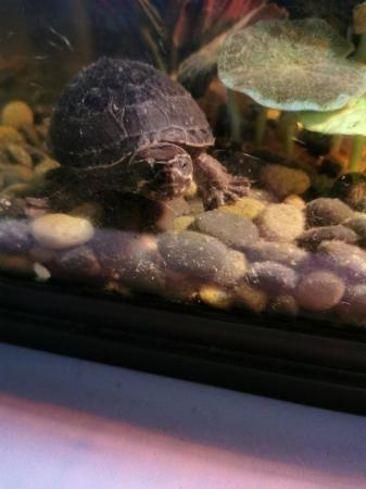 Image 4 of 2 Musk Turtles with or without Complete set up