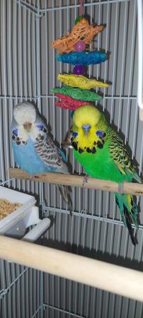 Image 4 of Budgies of different colour and ages for sale