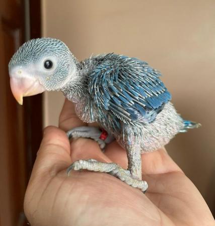 Image 1 of Properly Hand Reared Indian Ringneck Chicks Cuddly Tame