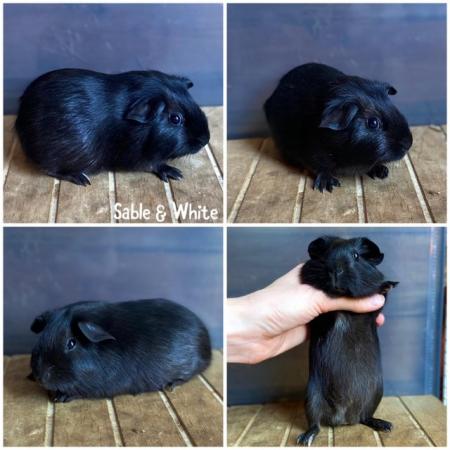 Image 8 of Female & Male Guinea pigs available