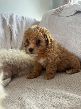 Image 17 of Stunning Red Maltipoo Puppies - ready today!