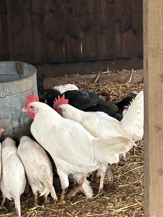 Preview of the first image of Leghorn POL hens and cockerels.