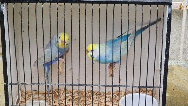 Preview of the first image of Breeding pairs of rainbow budgies.
