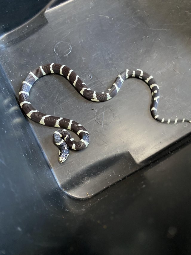 Preview of the first image of Banded California kingsnake £100.
