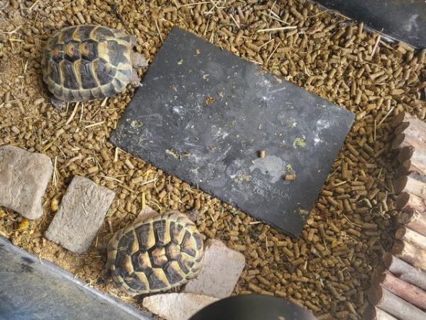 Image 1 of 3ys Hermann Female Tortoise's