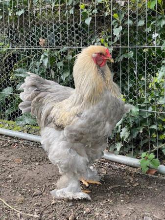 Image 3 of Brahma large breed Roosters Essex