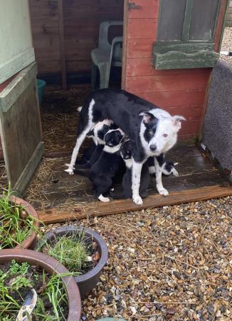 Image 6 of 4 Border Collie pups for sale