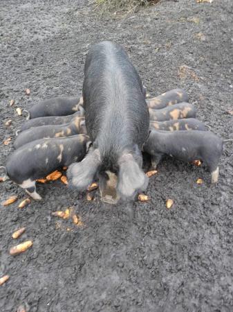 Image 3 of Weaner Pigs Male Berkshire Oxford Sandy