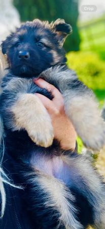 Image 22 of German Shepherd Puppies Stunning