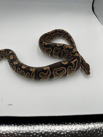 Image 2 of Cb 2022 ball pythons hatchlings