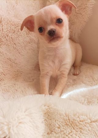Image 4 of Adorable KC reg female chihuahua puppies.