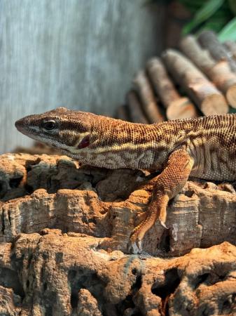 Image 6 of Ackie Monitor Female (11 months)