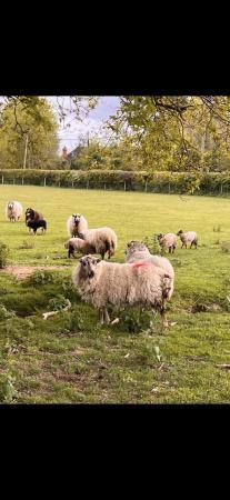 Image 2 of Welsh Badger Faced Ewes and Lambs
