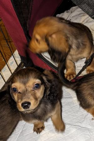 Image 7 of KC Reg Shaded red standard Long-haired Dachshunds