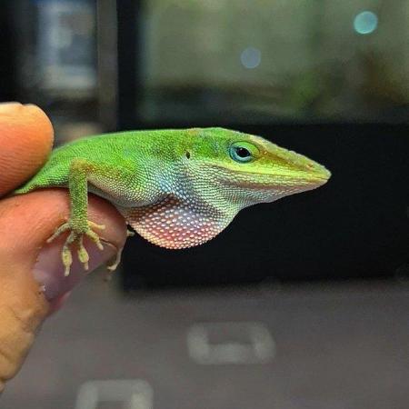 Image 1 of Selection of reptiles/ amphibians/ invfor sale