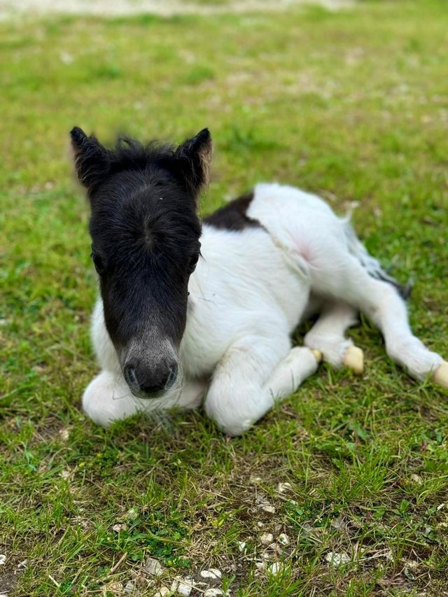 Preview of the first image of SHETLAND PONY COLT FILLY - PIEBALD TINY.
